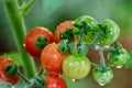 Green and Red Cherry Tomato Cluster Ripening on the Vine