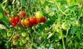 Green, red cherry tomatoes growing in the garden. Royalty Free Stock Photo