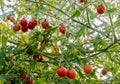 Green, red cherry tomatoes growing in the garden. Royalty Free Stock Photo