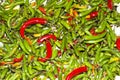 Green and red chillies spice plants