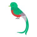 green and red color small bird resplendent quetzal species with long tail pretty cute nature animal wildlife creature