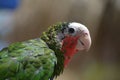 Beautiful Look at at the Profile of a Conure Parrot Royalty Free Stock Photo