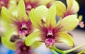 Green, red cymbidium orchid Royalty Free Stock Photo