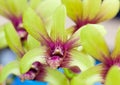 Green with red cymbidium Royalty Free Stock Photo