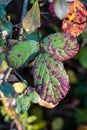 Green and red dewberry leaves in the middle of the forest