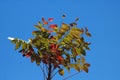 LEAVES ON CAPE ASH TREE AT THE END OF WINTER Royalty Free Stock Photo