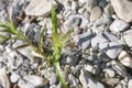 Panicum capillare in bloom