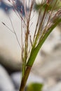 Panicum capillare in bloom