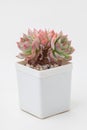 Green and red Echeveria Pink Crystal rosette Succulent houseplant in white plastic pot on white background