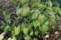 Green and red Epimedium versicolor sulphureum, barrenwort. Royalty Free Stock Photo