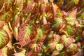 Green and red Epimedium versicolor sulphureum, barrenwort. Royalty Free Stock Photo