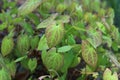 Green and red Epimedium versicolor sulphureum, barrenwort. Royalty Free Stock Photo