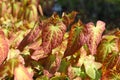 Green and red Epimedium versicolor sulphureum, barrenwort. Royalty Free Stock Photo