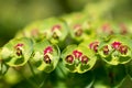 Green and red Euphorbia Martini flowers, also called Martin\'s Splurge, photographed in a garden in northwest London in May.