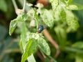 Green and red eyed insect fly Calliphora vomitoria Royalty Free Stock Photo