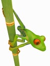 Green Red eyed tree frog on bamboo stem