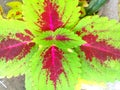 Green and red flower leaves in the garden in front of the house 2 Royalty Free Stock Photo