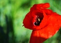 Green red flower poppyflower background big