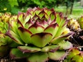 Green flower Sempervivum tectorum