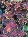 Green and red foliage of the Coleus plant - bright red leaves close-up, natural background, floral abstract texture. Royalty Free Stock Photo