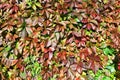 Green and red grape leaves backdrop, colorful foliage texture background close up, autumn or summer design, copy space