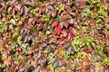 Green and red grape leaves backdrop, colorful foliage texture background close up, autumn or summer design, copy space