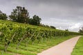 Green red grape valley farm growing summer harvest agriculture Royalty Free Stock Photo