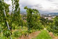 Green red grape valley farm growing summer harvest agriculture Royalty Free Stock Photo