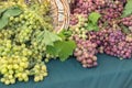 Green and red grapes Royalty Free Stock Photo