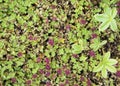 Green and red groundcover Royalty Free Stock Photo
