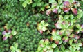 Green and red groundcover