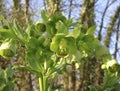 Helleborus foetidus in bloom