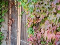 Green Red Ivy Climbing up The front of The Door Royalty Free Stock Photo