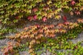 Green and red ivy leaves on grey wall. Colorful autumn foliage on stone wall. Fall nature.