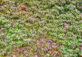 Green and red ivy natural background. Ivy leaves on the wall. Fall background. Royalty Free Stock Photo