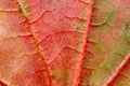 Green-red leaf Royalty Free Stock Photo