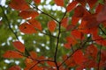 Green and red leaf in fall Royalty Free Stock Photo