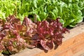 Green and Red Leaf Lettuc in Garden Royalty Free Stock Photo