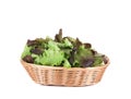 Green and red leaf of lettuce in basket. Royalty Free Stock Photo