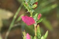 Green and red leaf plant close up.