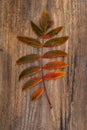 Green-Red Leaf of Rowan Lying on a Wooden Board Royalty Free Stock Photo
