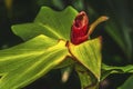 Green Red Leaves African Arrowroot