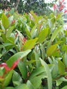 Green and red leaves background