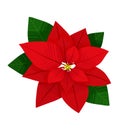 Green and red leaves of beautiful plant poinsettia on white background