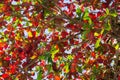 Green and red leaves on blue sky background. Colorful tree foliage. Autumn nature. Royalty Free Stock Photo