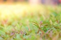 green and red leaves with blurred background, afternoon bright Royalty Free Stock Photo