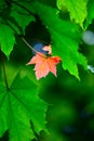 green and red leaves contrasts colors Royalty Free Stock Photo