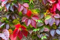Green and red leaves of Maiden grapes triostrenny Parthenocissus tricuspidata in the garden in autumn. Royalty Free Stock Photo