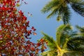 Green and red leaves and palm trees on blue sky background. Colorful tree foliage. Autumn nature. Summer tropical garden. Royalty Free Stock Photo