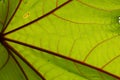 Green and red leaves of Picinus Communis against the blue sky